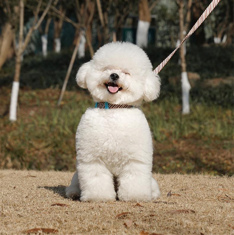 Dog and cat leashes; I-shaped anti-breakaway dog leash; Adjustable small dog chest and back straps for pet outings