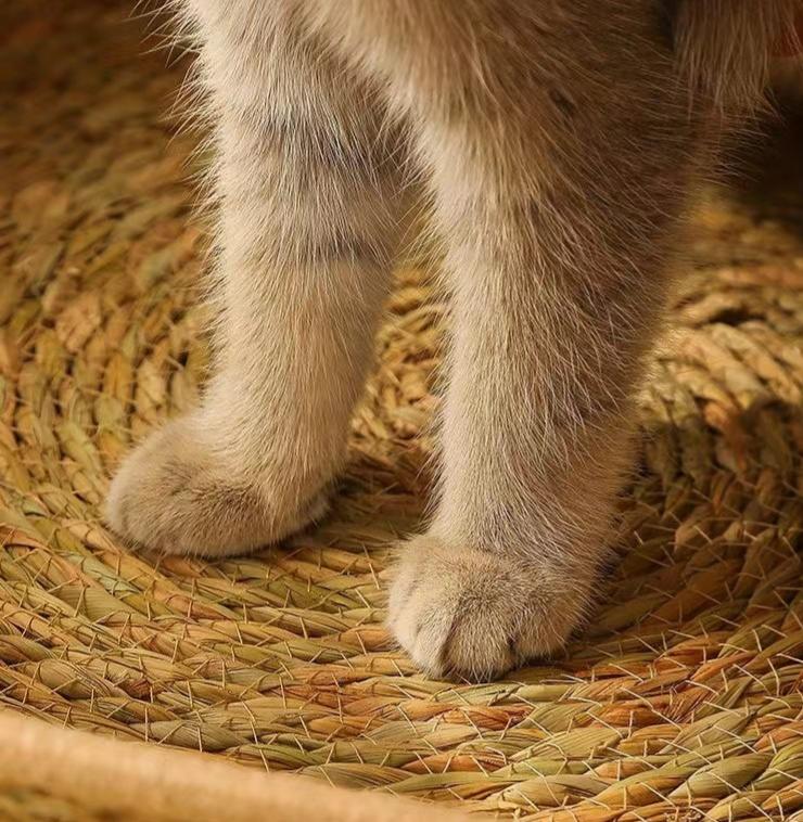 # Rattan Cat Ear Pet Bed: Suitable for all four seasons. Cat scratcher pet bed Pet cats made of rattan and straw can be disassembled and washed. Cat supplies