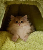 A plush pet bed in the shape of a little monster; Suitable for all seasons; Semi-enclosed dog and cat bed MATS; Pet supplies