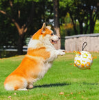 Pet football Outdoor interactive toys for dogs The molars are strong and durable. Pet dog training Dog toys