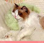 Crescent-shaped cat pillow Warm, comfortable, soft and does not shed. It is fully filled and not prone to deformation. Available all year round; Suitable for both cats and dogs