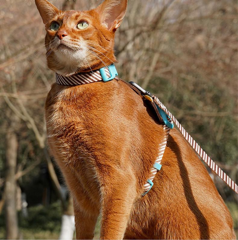 Dog and cat leashes; I-shaped anti-breakaway dog leash; Adjustable small dog chest and back straps for pet outings