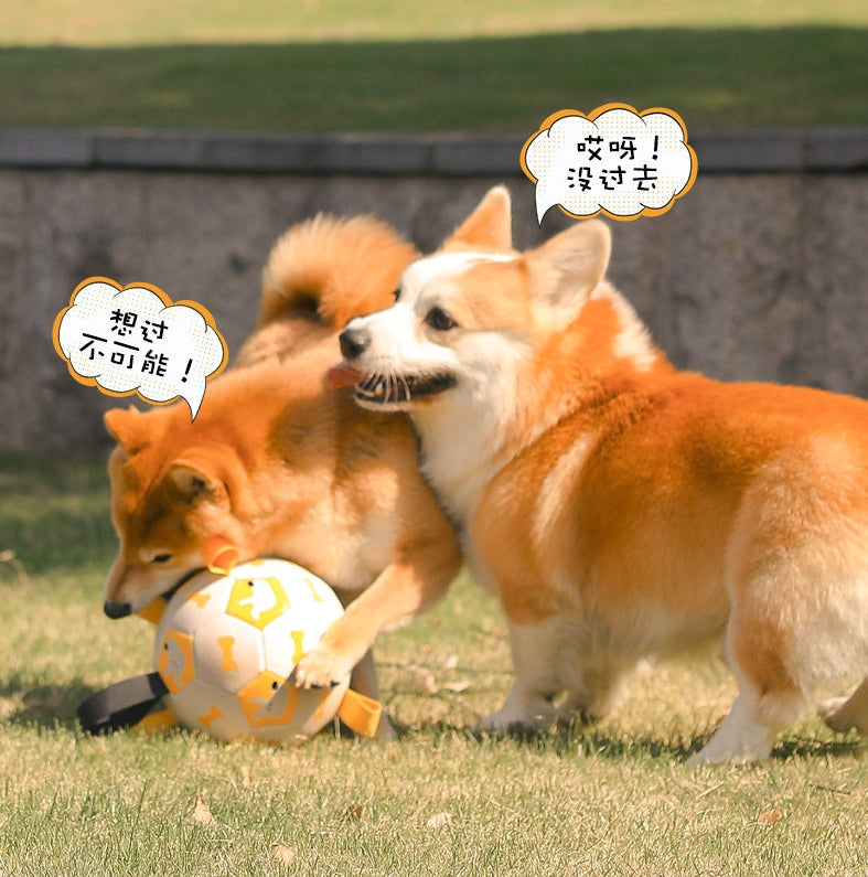 Pet football Outdoor interactive toys for dogs The molars are strong and durable. Pet dog training Dog toys