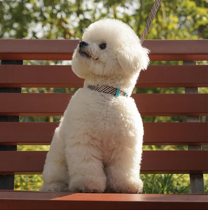 Dog and cat leashes; I-shaped anti-breakaway dog leash; Adjustable small dog chest and back straps for pet outings