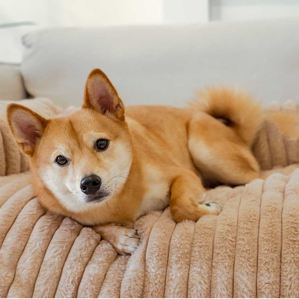 21f432a1-0213-4ed5-82fd-2e431ad6bc71