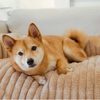 21f432a1-0213-4ed5-82fd-2e431ad6bc71